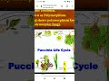 puccinia complete note