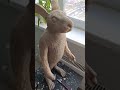 🐇🐇ЗАЯЦ  своими руками ( ВТОРОЙ )