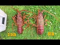 Three Crayfish In One Pot & Rod Fishing The Deeps Lobster Season 2024