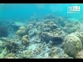 Snorkeling in Pass Island, Coron