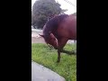 El caballo que  queria comer cemento