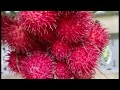 Rambutan