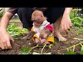 Bibi enlisted to harvest sweet potato seedlings while Mom was busy!