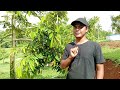 CONTOH HAL PENTING YG SERING DI ABAIKAN UNTUK POHON DURIAN || LOHJINAWIFARM@DLTdurian