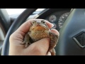 The Toad that crossed Road