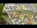 How to grow and care for cymbidium orchid plants and flowers all tips