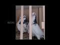 Best tippler pigeon breeds in the world -pigeons breeding loft - high flying pigeon ( bird videos)