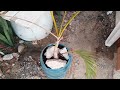 Como plantar e cuidar de uma PALMEIRA em VASO