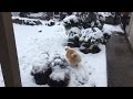 Dog Playing Buddy the Pomeranian