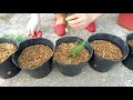 How to Grow Rosmarinus Officinalis From Cuttings Fast and Easy