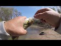 WHITE BASS RUN, With Travis Itani in Denton Creek