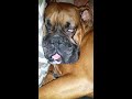 Funny boxer dog snoring