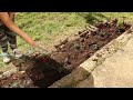 Digging tulips, organization of flower beds and planting of permanent flowers