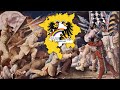 Des Geyers schwarzer Haufen (The Geyer's black unit) - German peasant revolt song - Lyrics