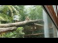 Clouded Leopard at Point Defiance Zoo