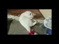 Best funniest animals 2024 😍 Funniest cat's 🤣😻😂 part 50 @Laughing_pawas @ChefCatChangAn_