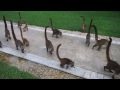 Feeding coatis in Mexico