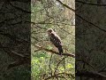 Broad-Winged Hawk Vibes 🦅🩵 #hawk