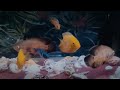 Fishes in an aquarium #3