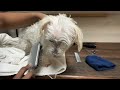 Pet Sitting Diaries | Self Care, Skincare, Puppy Bath