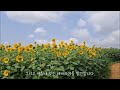 Sunflower Watercolor 황금 왕관 모양의 해바라기 수채화 그리기 (고창 학원농장 8월, 수만 송이 해바라기밭 끝이 안 보여요)