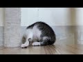 The moment you melt when watching this kitten clip