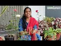 വെളുത്തുള്ളി ഉണ്ടോ മുറ്റം നിറയെ റോസാപ്പൂവ് | Rose Plant Care Tips | Rose Plant Fertilizer & Pruning