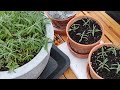 How I Grow More Lavender For Less | Propagating Lavender | Lavender Propagation Tips | MattMagnusson