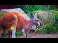 Exploring Wildlife In 8K ULTRA HD - Relaxing Scenery Film With Soft Music