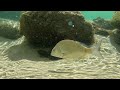 The Octopus That Live in Australian Rockpools! Octopus Documentary!