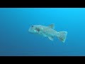 DIVING IN THE DHAALU ATOLL MALDIVES-90 MIN UNDERWATER RELAXATION VIDEO