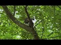 Walk with Me (Squirrels near the end made my DAY!) // Turtle Trail #cincinnatinaturecenter