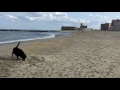 Asbury Park Dog Beach