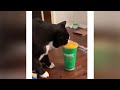 Funniest Animals 😄 New Funny Cats and Dogs Videos 😹🐶 #57