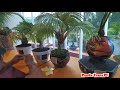 BALI COCONUT AND KOI FISH BONSAI AND KOI FISH EXHIBITION AND CONTEST PREPARATION