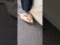 When God sends you a funny cat😂 Funniest cat ever#Funniest kitten play fighting videos#viral #￼￼