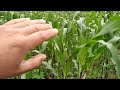 aporcar o no aporcar la milpa?? 2/2 segunda parte #agricultura #maiz