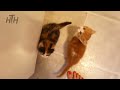 Newborn Kittens Meowing 😍 Baby Cats Meowing MEOW MEOW