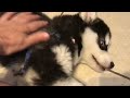 8 Week Old Husky Puppy Living in the Fridge