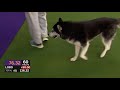 ‘Lobo’ the Siberian Husky goes off script in the 24 inch class of agility competition | FOX SPORTS