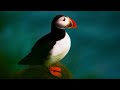 4K Colorful Puffin - Beautiful Birds Sound in the Forest | Bird Melodies
