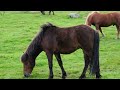 National Trust Ponies 26th April 2023 Cornwall