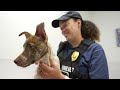 Ride along with tge Columbus Humane Animal Cruelty Investigation Unit