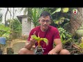 PERAWATAN BONSAI KELAPA || Treating Your Coconut Bonsai