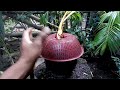 CARA MEMBUAT BONSAI KELAPA AKAR GURITA