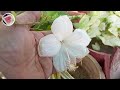 bhutte ki harvesting Hibiscus flower growing white colour
