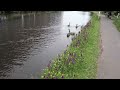 Geese and goslings by the canal
