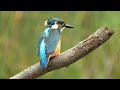 Beautiful Kingfisher with Natural Birds Sound | HRT Earth