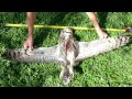 Hawk Kills A Great Horned Owl