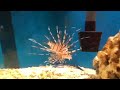 Lionfish eating